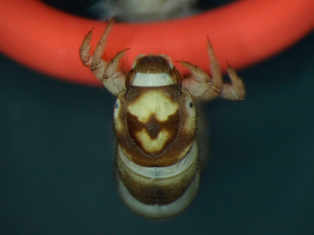 Hydropsyche siltalai